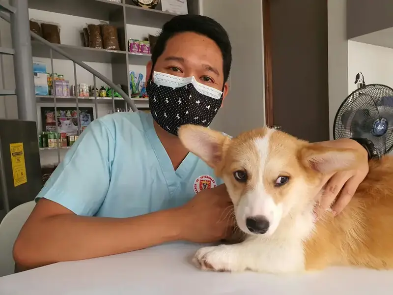 Hund wird in einer Tierarztpraxis auf dem Behandlungstisch untersucht